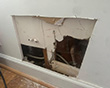 Water Damage Restoration in Washington, DC